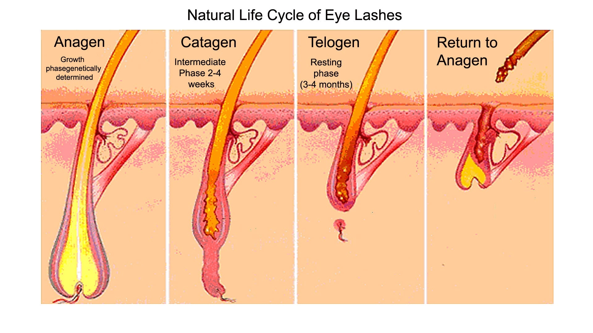 Cytokines for Scalp Wellness — How Cellular Signaling Drives Hair Density